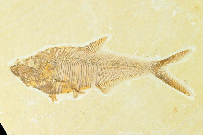 Fossil Fish (Diplomystus) - Green River Formation #144195